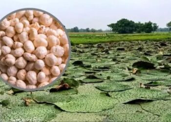 किसानों को होगा दोगुना मुनाफा! योगी सरकार लाई मखाने की नई किस्म, आय में होगी बढ़ोतरी