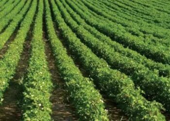 छोटे किसानों के लिए बड़ी राहत, आपदा सहायता, सस्ता ऋण और सूचना अभियान से बदलेगी तस्वीर