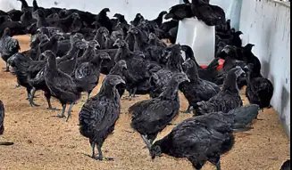 इस नस्ल के मुर्गे को पालने पर मिलेगा अधिक मुनाफा, जानें क्या है खास?