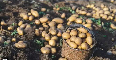 बंगाल के व्यापारियों का फूटा गुस्सा! आलू पर लगे प्रतिबंध को हटाने के लिए उठाई आवाज