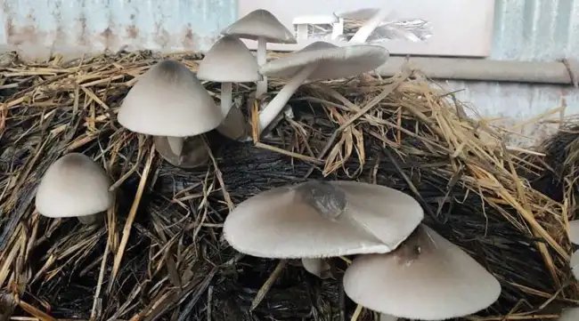 मशरूम की इस किस्म से मिलेगी कम लागत में बढ़िया कमाई, पढ़ें पूरी खबर!