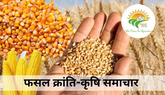 2025 में वैश्विक अनाज उत्पादन ने बनाया नया रिकॉर्ड, पर चुनौतियाँ बरकरार