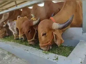 सरकार ने पशुओं के इलाज के लिए 18 एंटीबायोटिक्स, 18 एंटीवायरल और एक एंटी-प्रोटोज़ोअन पर प्रतिबंध लगाया