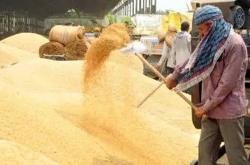 हरियाणा में सरकारी खरीद में देरी के चलते किसान नाराज, जानें क्या है वजह?