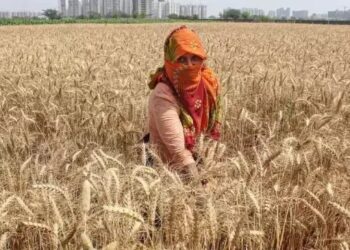 UP सरकार का बड़ा फैसला: गेहूं के समर्थन मूल्य में की गई वृद्धि, इस तारीख से शुरु होगी