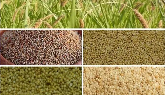 श्रीअन्न के जरिए विभिन्न प्रकार के मोटे अनाज की खेती को बढ़ावा दे रही है सरकार