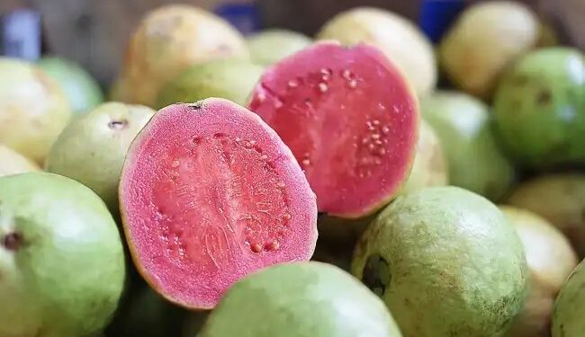 अमरूद के बागों में आई बड़ी आफत! योगी सरकार ने तुरंत लिया संज्ञान