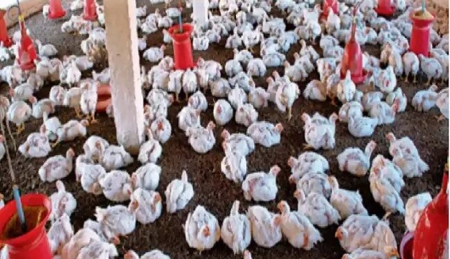 27-28 दिसंबर को गुरुग्राम में आयोजित हो रही पोल्ट्री फेडरेशन की अहम बैठक, जानें क्या है पूरा कार्यक्रम