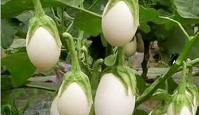 किसानों को इस अनोखी सब्जी से होगी लाजवाब इनकम, जानें पूरी डिटेल