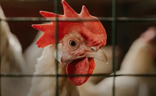 बर्ड फ्लू का बढ़ रहा संकट, मंडियों में महंगाई, जानें क्या है पूरी खबर?