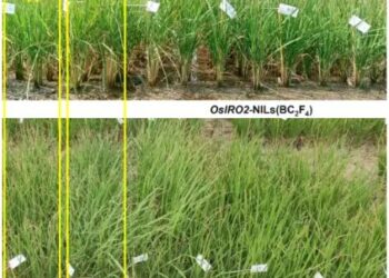 आईआरआरआई के वैज्ञानिकों ने सूखे में पैदा होने वाले धान के जीन की खोज की
