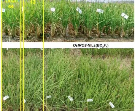 आईआरआरआई के वैज्ञानिकों ने सूखे में पैदा होने वाले धान के जीन की खोज की