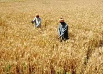 रबी सीजन में करें गेहूं की इस किस्म की खेती, 125 दिन में 52 क्विंटल मिलेगी उपज