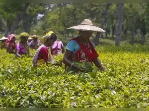 जून में भारत का चाय उत्पादन 9 प्रतिशत घटकर 133.5 मिलियन किलोग्राम रह गया