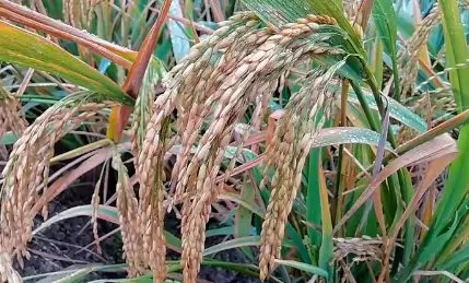 MSP पर चावल की खरीद का लक्ष्य केंद्र ने किया तय, पिछले साल से बढ़ा रकबा