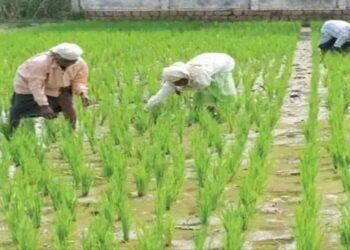 बरसात में फसलों को बचाने के लिए किसानों के लिए जरूरी गाइडलाइन, धान-मा‍क्का-मिर्च समेत सब्जियों पर फोकस