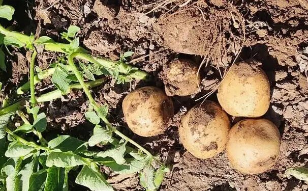 आलू की आपूर्ति श्रृंखला को आगे बढ़ाने के लिए एआई का उपयोग करने हेतु हाईफन फूड्स ने यूके की हार्वेस्टआई के साथ साझेदारी की