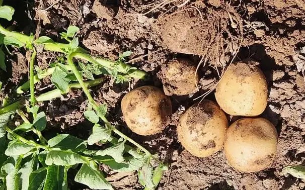 आलू की आपूर्ति श्रृंखला को आगे बढ़ाने के लिए एआई का उपयोग करने हेतु हाईफन फूड्स ने यूके की हार्वेस्टआई के साथ साझेदारी की