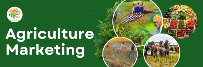 एग्रीकल्चर मार्केटिंग: प्रक्रिया और प्रभाव