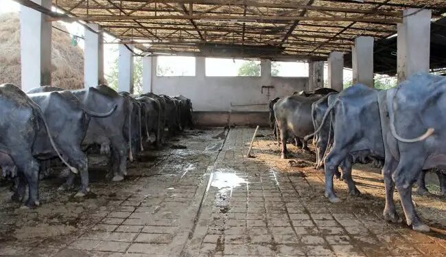 क्यों रुकी डेयरी किसानों की प्रोत्साहन राशि, पशुओं को चारा खिलाना हुआ मुश्किल