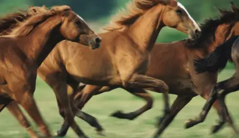 घोड़ों में पाई जाती हैं ये 4 घातक बीमारियां, ऐसे करें रोकथाम