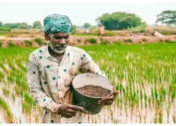 उत्तर प्रदेश में खेती की तस्वीर बदली: तिलहन-दलहन में रिकॉर्ड बढ़ोतरी, किसानों को मिल रहा लाभ