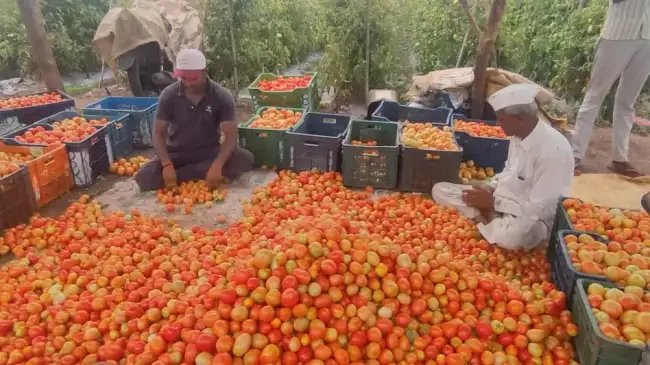 मॉनसून में नहीं पड़ेगा टमाटर के दामों पर असर, किसान करेंगे इस वैरायटी की खेती