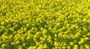 सरसों में आ गया ये कीट तो नष्ट हो जाएगी फसल, जानें कैसे होगा बचाव?