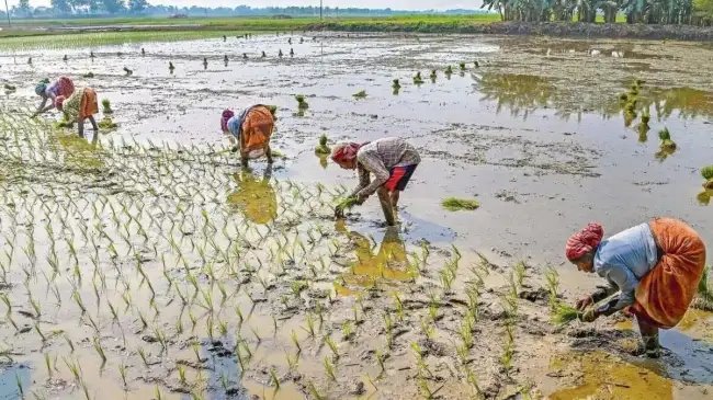 किसानों के लिए Good News! इस फसल पर मोदी सरकार ने बढ़ाई MSP, NHP पर भी हुआ बड़ा फैसला