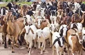 मथुरा में मिल रही है बकरी पालन की प्रोफेशनल ट्रेनिंग, जानिए कैसे बढ़ाएं दूध और मीट का उत्पादन