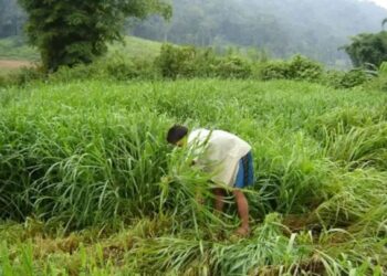 अब नहीं होगी हरे चारे की किल्लत! ‘J-1006’ मक्का की खेती से बढ़ेगा दूध उत्पादन, कमाई भी होगी दोगुनी