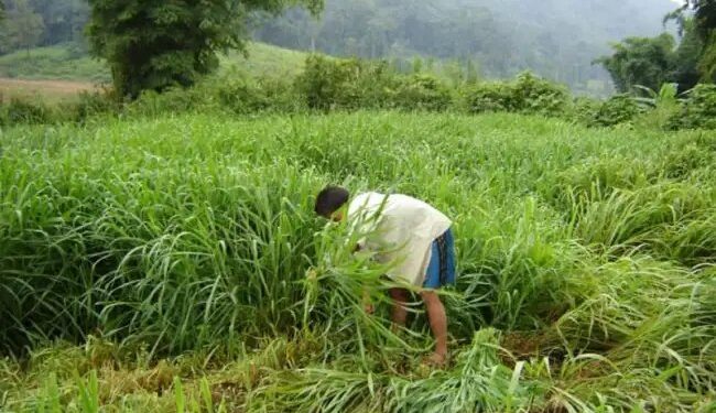 अब नहीं होगी हरे चारे की किल्लत! ‘J-1006’ मक्का की खेती से बढ़ेगा दूध उत्पादन, कमाई भी होगी दोगुनी
