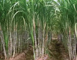 किसानों के लिए खुशखबरी, गन्ने के दामों में 20 रुपये की बढ़ोतरी, देखें नई रेट लिस्ट!