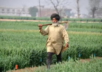 पंजाब:  800 कृषि अधिकारियों को कारण बताओ नोटिस, 140 करोड़ के घोटाले से जुड़ा मामला