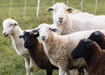 पशुपालक करें इन भेड़ों का पालन, लाखों में होगी एक महीने की कमाई