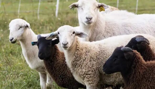 पशुपालक करें इन भेड़ों का पालन, लाखों में होगी एक महीने की कमाई