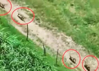 UP: बहराइच में भेड़ियों का आतंक! 30 गांव में खौफ, पुलिस की पकड़ में आया चौथा भेड़िया