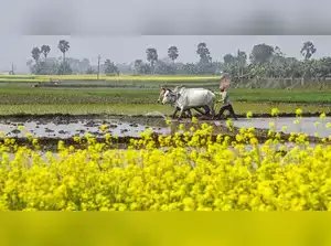 अच्छे मानसून के कारण वित्त वर्ष 2025 में कृषि वृद्धि में तेजी आने की उम्मीद