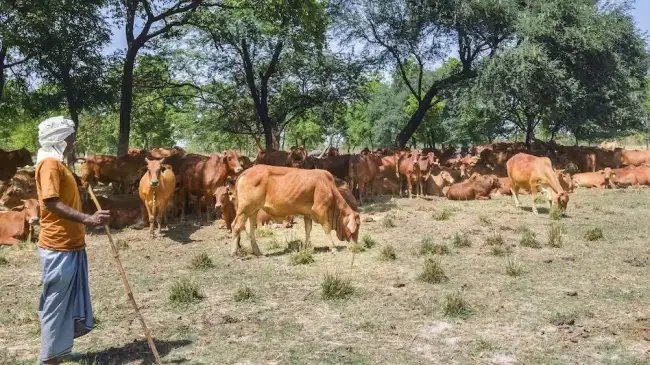केंद्र सरकार का अहम फैसला, पशु औषधि योजना की शुरुआत, जानें योजना से कैसे मिलेगा लाभ