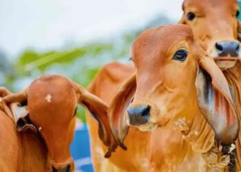 बछिया ही बछिया! दूध उत्पादन में क्रांति लाएगी NDDB की सस्ती सेक्स सॉर्टेड सीमन टेक्नोलॉजी