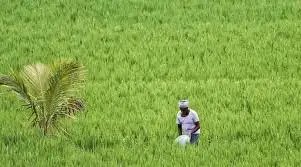 खरीफ सीजन 2025 में अब तक 829.64 लाख हेक्टेयर में बुवाई, पिछले वर्ष से 31.73 लाख हेक्टेयर अधिक