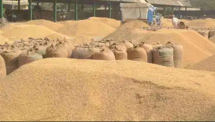 गले में गमछा, कार की जगह ट्रैक्टर, अचानक धान खरीदने मंडी पहुंचे कलेक्टर साहब…