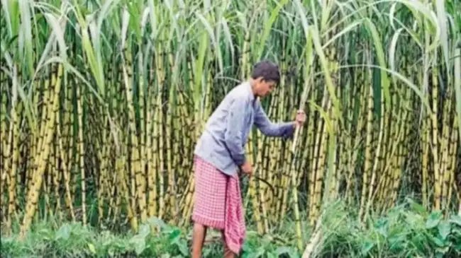 गन्ने पर इस गंभीर बीमारी का अटैक, ड्रोन की मदद से करें इस दवा का छिड़काव