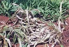 जलवायु परिवर्तन के प्रभाव से निपटने के लिए भारतीय किसानों को 75 बिलियन अमेरिकी डॉलर के निवेश की आवश्यकता