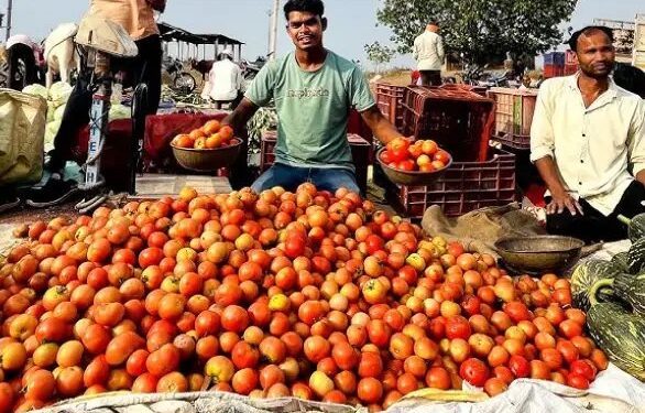 गिरते टमाटर के दामों पर किसानों को हो रहा नुकसान, सरकार करेगी भरपाई, मिलेगा स्टोरेज और ट्रांसपोर्ट खर्च!