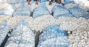 यूपी में अब होगी चाइनीज लहसुन का एंट्री बंद, ये है सरकार का प्लान!