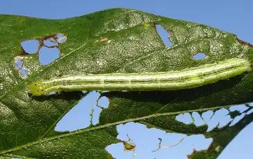 ये कीट कर सकते हैं आपकी फसल को बर्बाद, जानें करें इसका नियंत्रण?