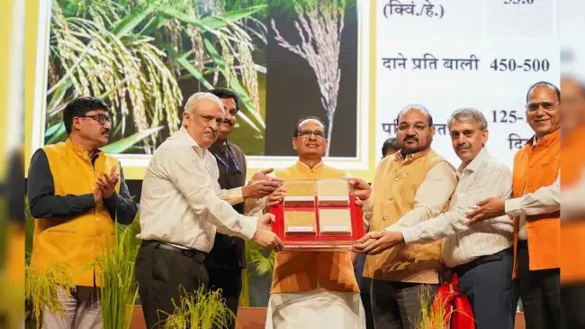 मनुष्य के लिए हानिकारक हैं ICAR द्वारा लॉन्च की गई जीनोम वैरायटी की दो किस्में! इस संगठन ने उठाई आवाज