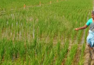 धान की फसल को लेकर कृषि विशेषज्ञों ने दी जानकारी, जानें कब करें DAP का उपयोग?