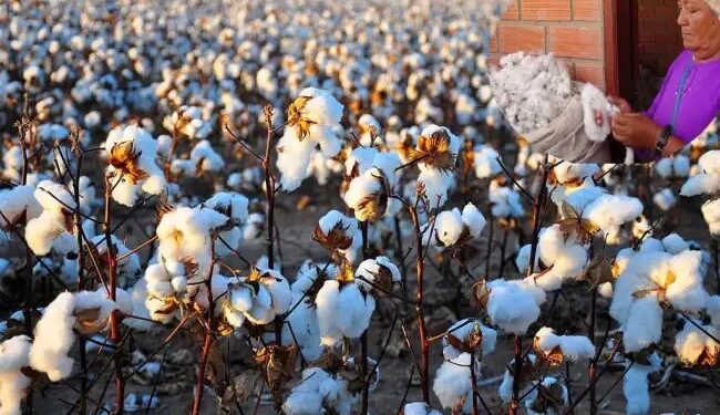 कपास के बीजों के लिए तनातनी, इस राज्य में लेनी पड़ी पुलिस की सुरक्षा